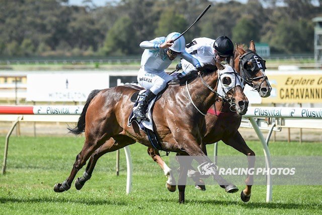 Cloud9Tbreds's tweet photo. #RedAlto heads to #Mornington today to contest race 3 for @Cloud9Tbreds and connections.. βοΈ9οΈβ£π€π
Good luck to all involved!
#raceday #horseracing #cloud9 https://t.co/RG7a2IqcrW