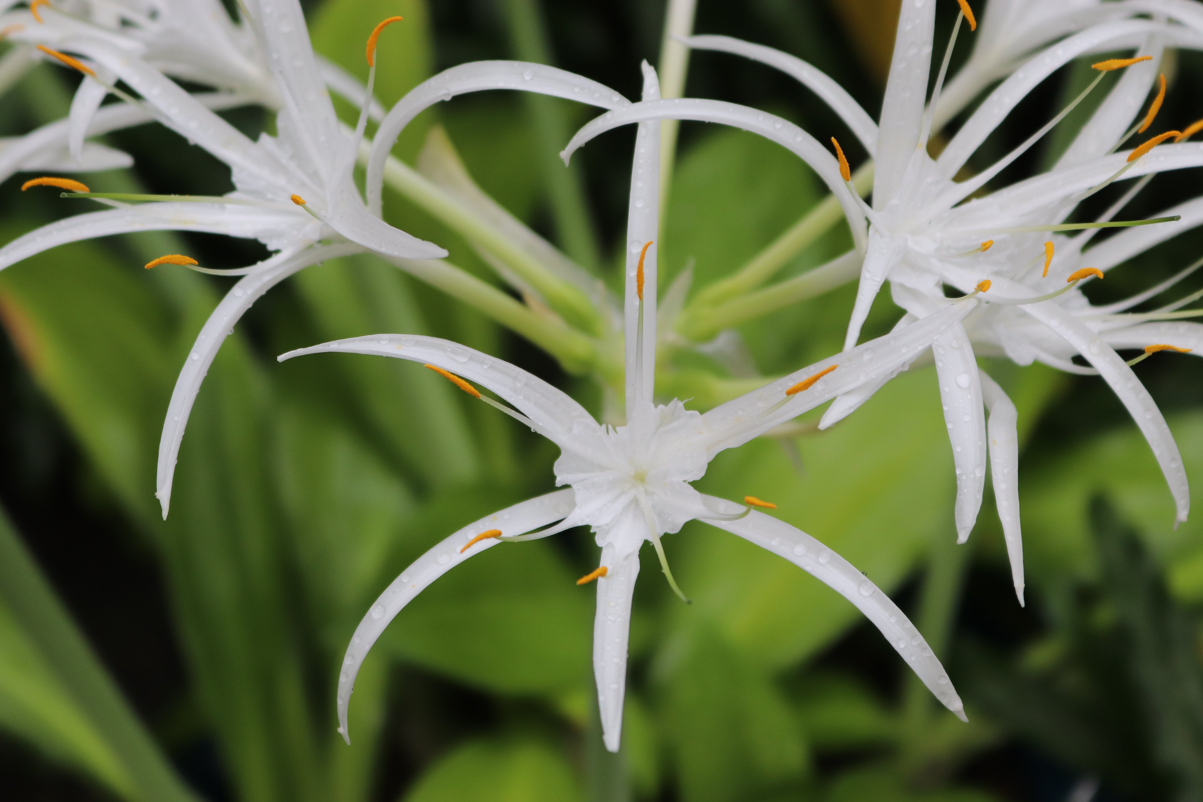 咲くやこの花館 熱帯雨林植物室にて ヒガンバナ科の ヒメノカリス スペキオサ が開花中です 細長く伸びた花弁がクモの足を連想させることから スパイダーリリー とも呼ばれています 中央にスイセンのような副花冠があるのも特徴です 咲くやこの