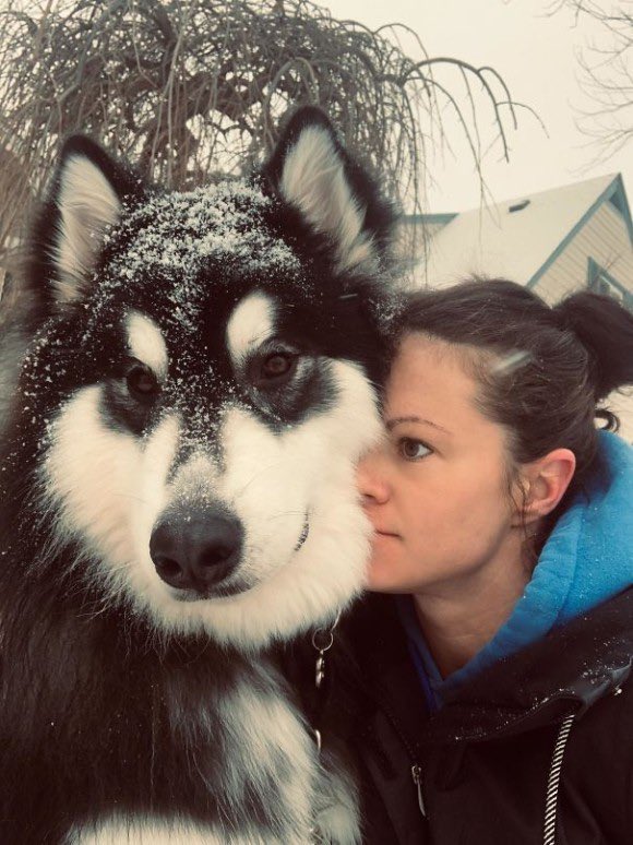 せりーぬ على تويتر アラスカンマラミュート 赤ちゃんの時はこんなに小さい 成長してデカくなっても性格は穏和なんだワン