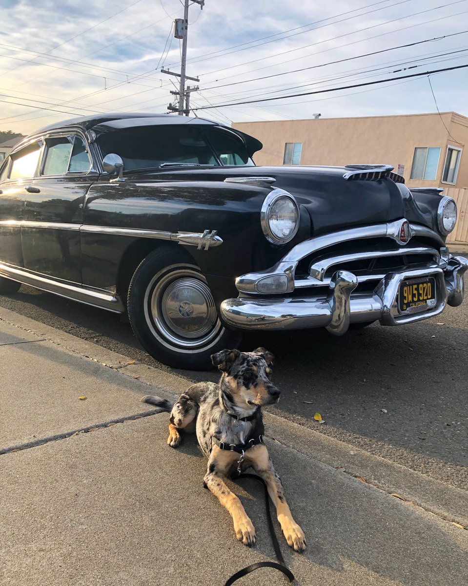JennyHwa's tweet image. I can’t not take pictures of our beautiful Ruby near amazing vintage cars - it’s impossible to pass up. And yes, she is a big girl now, 7.5 months and 20 lbs! @pricefilms #rescuedog #outersunset