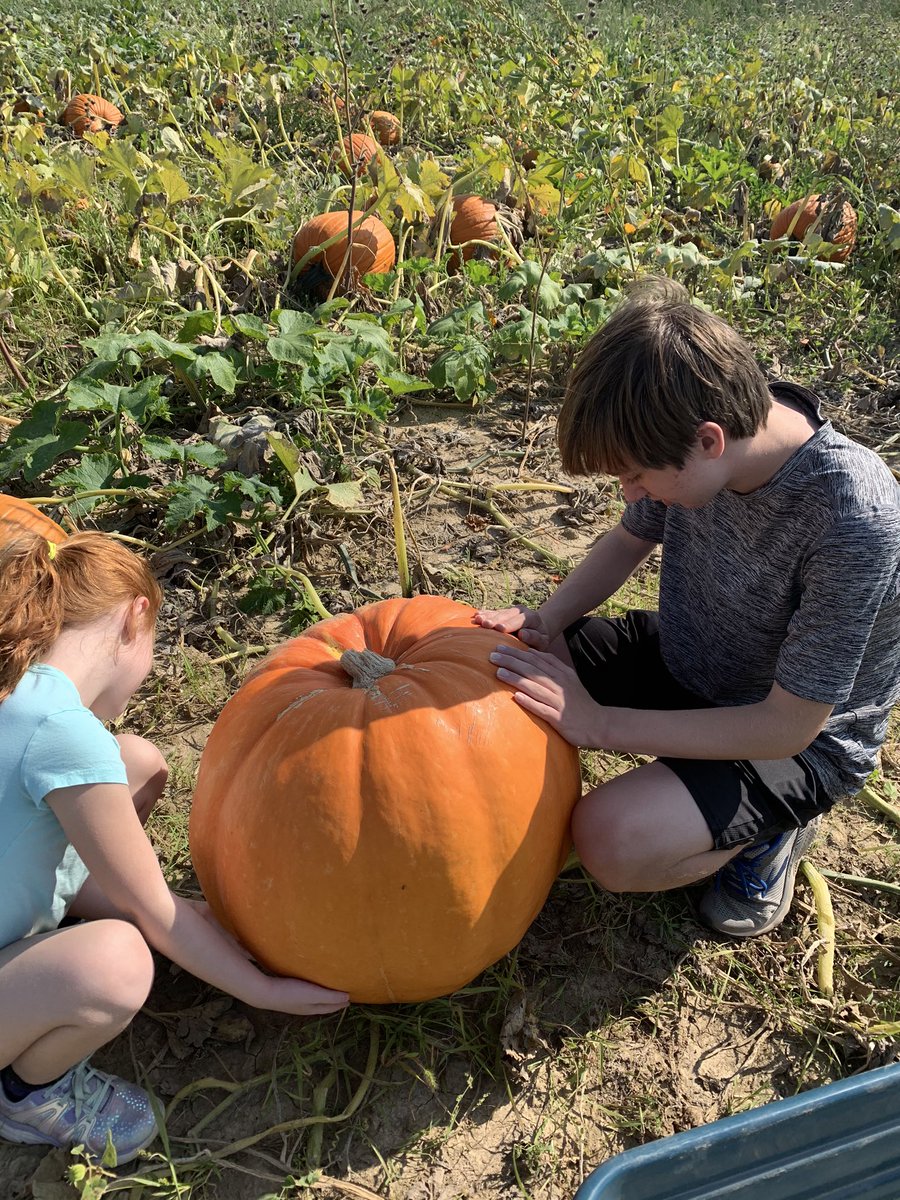 apcacher's tweet image. We picked a pumpkin - the biggest we could find. It weighed 98 pounds and required various engineering maneuvers to make its way to our porch. #WeDidIt #EngineeringRules #Pumpkins