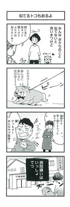 ?『柴ばあと豆柴太』?27歩目「似てるトコもあるよ」#4コマ #4コマ漫画 #犬  #柴犬 #おばあちゃん 