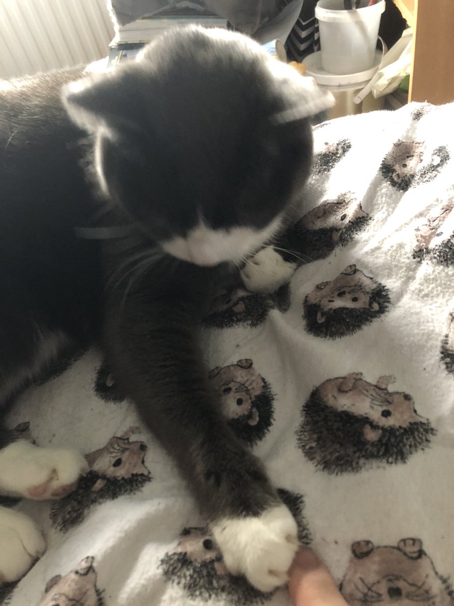 The human thought this was a touching moment where I was showing love and affection towards him. Na mate, I was reaching for the <a href="/DreamiesUK/">Dreamies Cat Treats</a>... #catsoftwitter