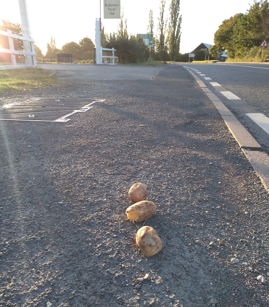 The potato migration is gathering speed, this lot have banded together for safety as they head for a signpost to point them in the right direction...