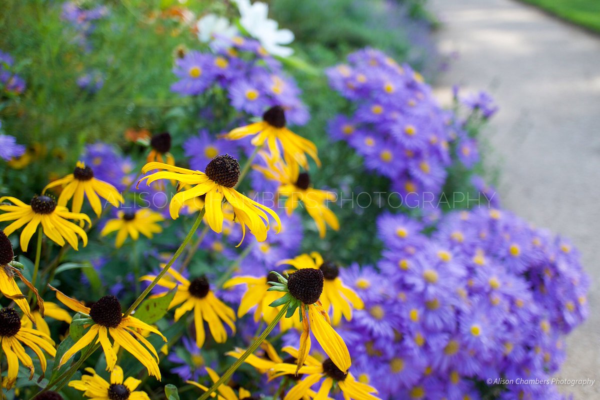 AlisonC24426188's tweet image. Late Summer Colour©️. Rudbeckia flowers fill the foreground with their dazzling golden flowers while in the background, purple asters form a contrast. shop.photo4me.com/870270 &amp;amp; fineartamerica.com/featured/late-… alisonchambers2.redbubble.com &amp;amp; alisonchambers.picfair.com #latesummer