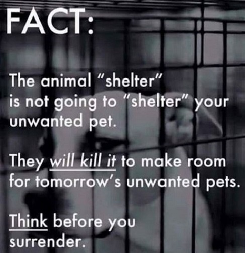sachikoko's tweet photo. 😡🤬🤬😡IF YOU DUMP YOUR PET AT A KILL SHELTER, YOU ARE A P.O.S.💩#SickOfScumbags & LAME EXCUSES. #PETSAREFORLIFE #PETSARENOTDISPOSABLE #PETSAREFAMILY https://t.co/4noT7OMTfD