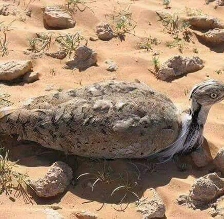 میں اہل پاکستان کا مہمان ہوں
تھکا ہوا سائبریا کے یخ بستہ ہواوں سے لڑتا بھڑتا پاکستان پہنچتا ہوں 
اس آس میں کہ تھکان اتاروں مگر یہاں موت کبھی قطری تو کبھی عربی شہزادوں اور کبھی مقامی ظالموں کی صورت میں 
مجھے پتا ہے سب ایسے نہیں۔۔۔ شئیر کریں آگائی پھیلائیں اور میری نسل بچائیں۔