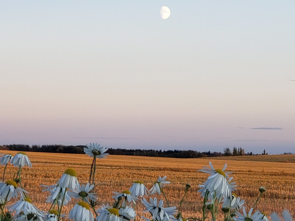 swats24's tweet photo. With the ever changing weather or any other situation you leanr to live in the moment and savor it ๐
#yeg #yegwx #sunset #moonfields #fallcolours #fallleaves #enjoythelittlethings https://t.co/DGASZ8xUBX