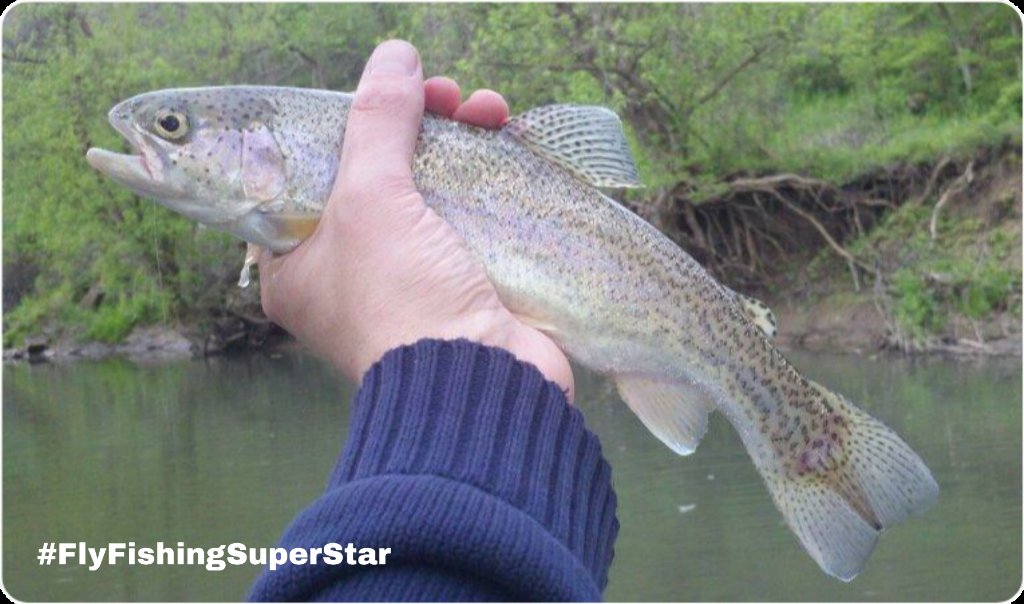 __IrishDoc__'s tweet photo. #PARainbowOnTheFly #ERDoc #FlyFishingSuperStar #BSafe https://t.co/LpbAoaQvoq