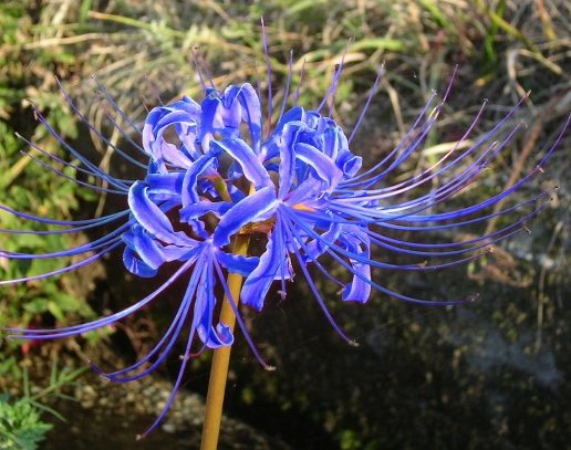 みけにゃん 彼岸花 曼珠沙華 ヒガンバナ科ヒガンバナ属多年草 球根 学名 リコリス ラジアータ 根 茎 葉 花 全部にリコリンなどのアルカロイドの毒がある 特に球根には毒が多い リコリンの語源はリコリスから来ている 庭先の曼珠沙華が咲きました