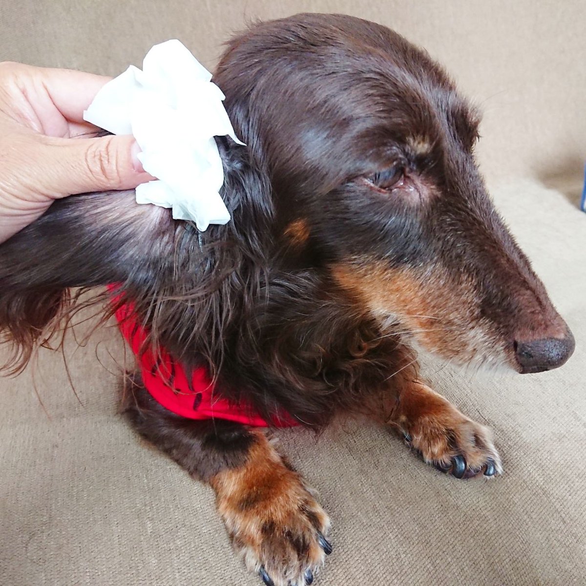 怒論破 お耳洗浄中 シャンプーは まだしちゃダメだって 耳掃除 洗浄 洗浄液 Dachshund Miniaturedachshund ダックスフンド ダックスフント ミニチュアダックス ダックス チョコタン いぬぐみ わんこ Luna ルナ シニア Senior 怒論破 お耳洗浄中 シャンプーは まだしちゃダメだって 耳掃除 洗浄 洗浄液 Dachshund Miniaturedachshund ダックスフンド ダックスフント ミニチュアダックス ダックス チョコタン いぬぐみ わんこ Luna ルナ シニア Senior