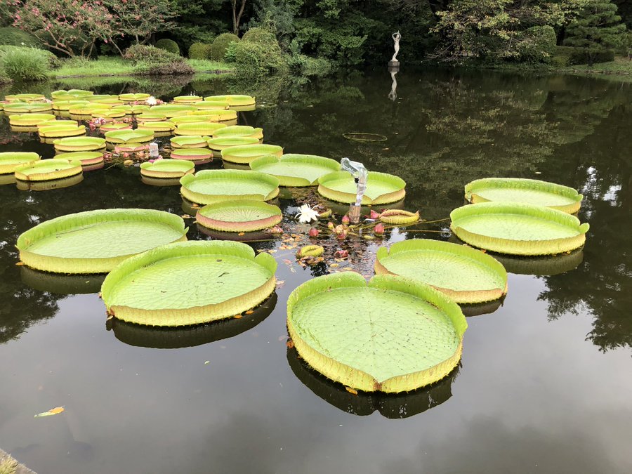 神代植物公園 オオオニバスが咲く夏