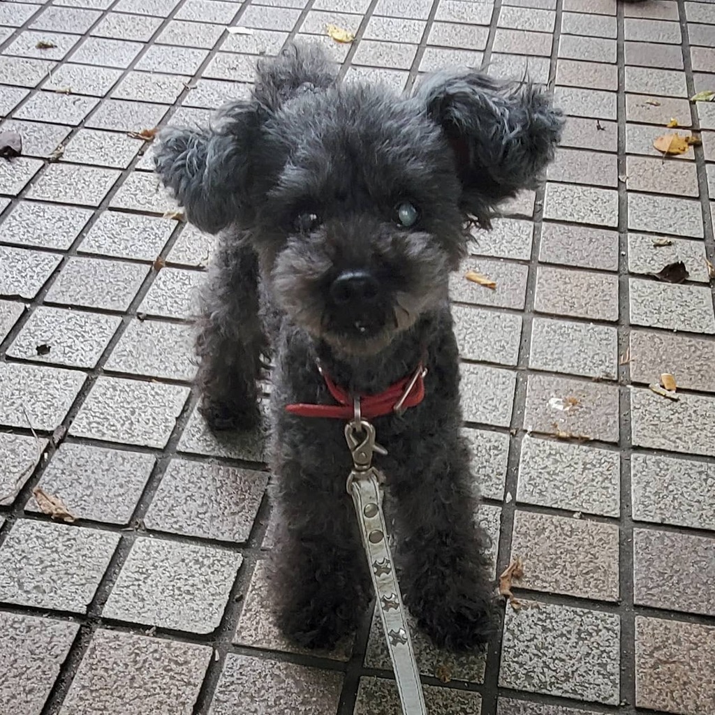 E9 8a 80 E5 Ba Recherche Sur Twitter