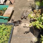 カメに追いかけられているうちに、池に落ちてしまった子猫!