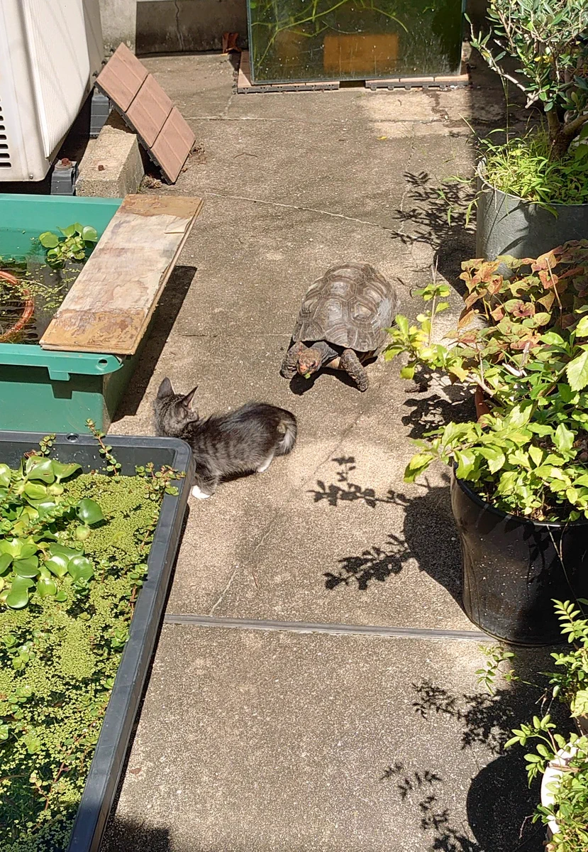 カメに追いかけられているうちに、池に落ちてしまった子猫！！