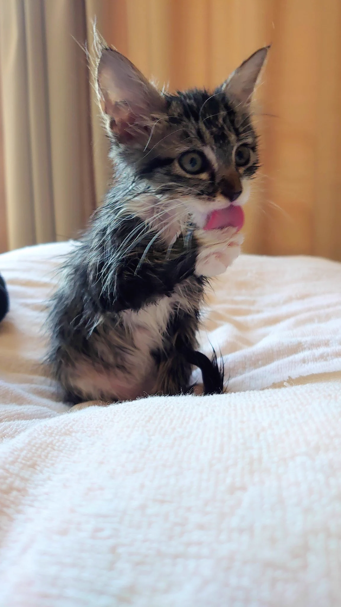カメに追いかけられているうちに、池に落ちてしまった子猫！！