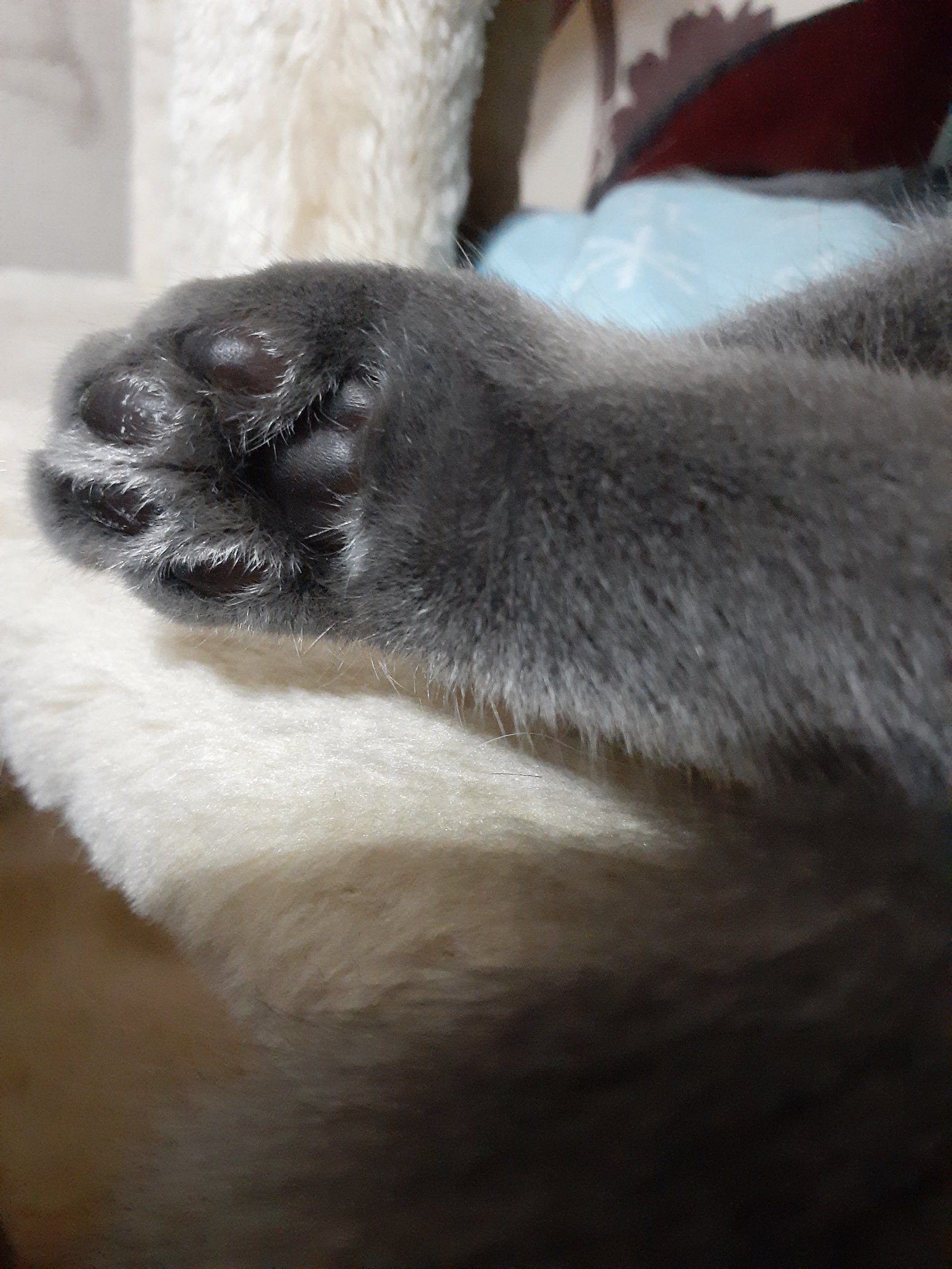 Inoshin あたい 肉球 黒いの 猫のいる暮らし 猫好きさんと繋がりたい 保護猫さんと暮らす 保護猫 T Co Qmiygmg2nn Twitter