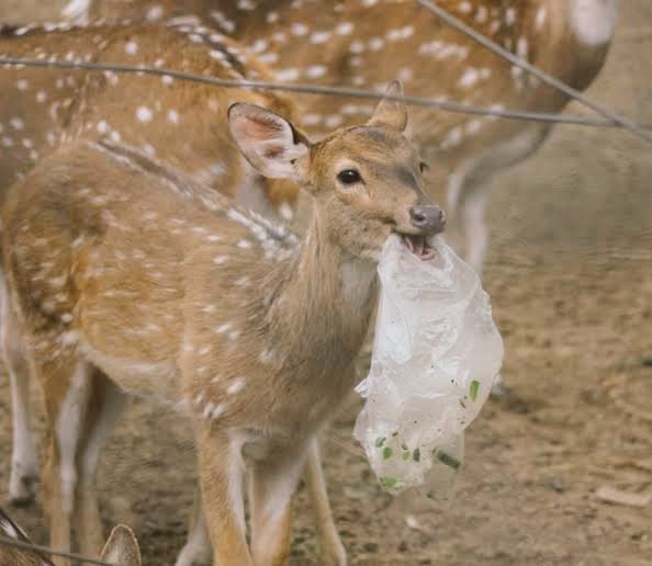 neha_panchamiya's tweet photo. Be a responsible tourist. Especially, when you're the one entering their space. 
#WorldTourismDay #wildlife #Plastic https://t.co/VJy1WwMYaF
