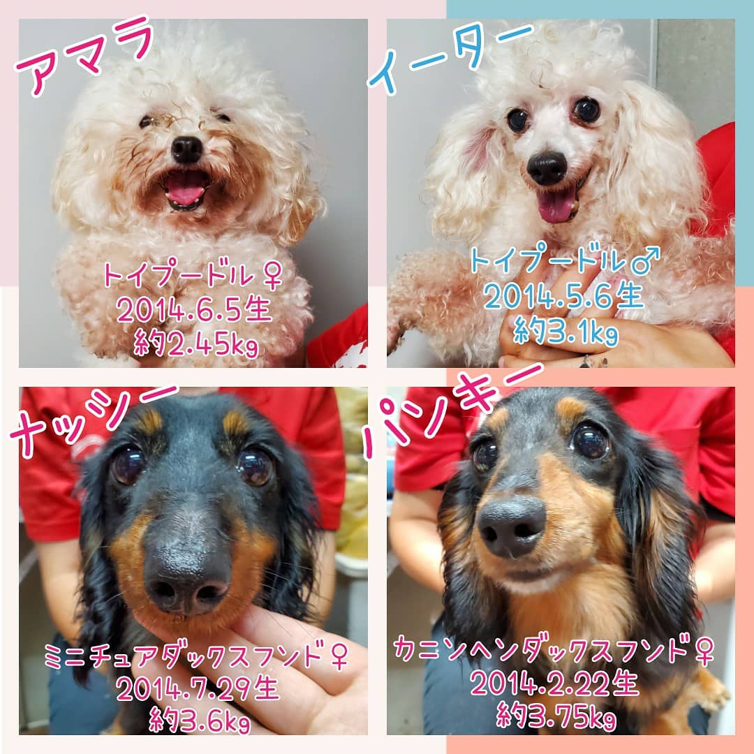 保護犬カフェ 立川店 本日より里親募集のわんちゃんです ぽんぽ たまゆ てんしんはバックヤードにおり里親希望者様は面会が可能です 詳細についてはお電話かご来店にてお問い合わせをお願い致します 保護犬カフェ立川店 ラブファイブ トイ
