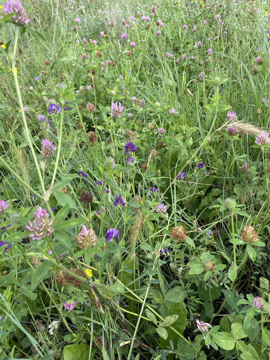 SoilLorax's tweet photo. Wow! A successful #rotationally #grazed field. Lots of diversity of plant species. #cattle rotate every few days to keep from grazing down the plants too low. It is more work but has great payoffs. https://t.co/vzLriNQR8F