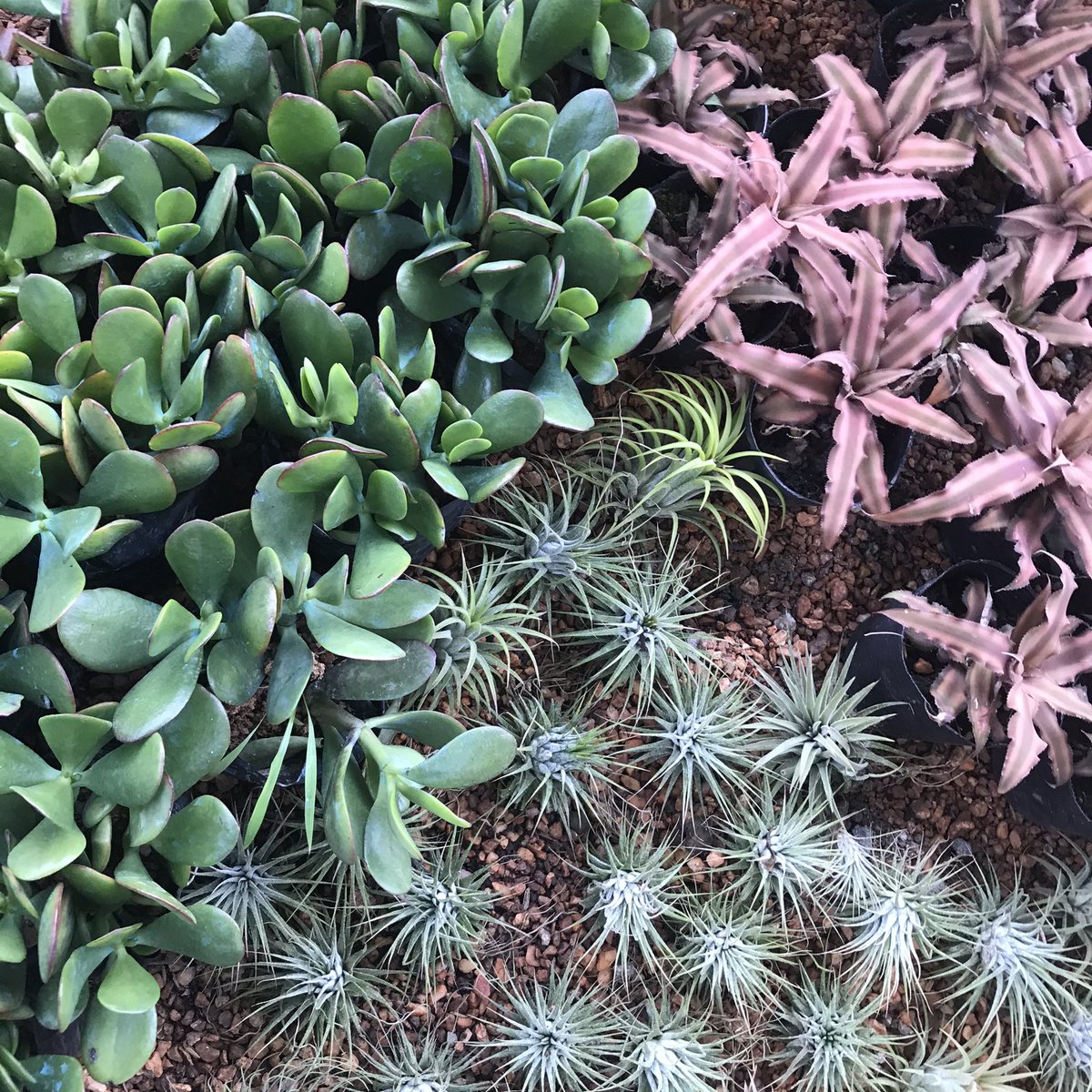 TaganiORG's tweet photo. Looking for a sign to be a plant parent? This is it! Tagani will launch its October plant collection soon. Join now to be updated: https://t.co/YJrwASIdir https://t.co/9sstzg8Azb