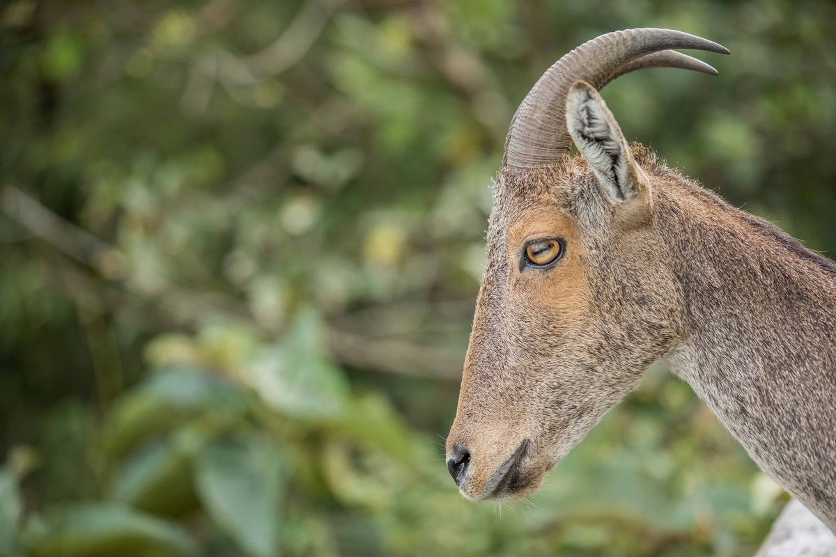 My Sunday contribution to #IndiMammals is the #NilgiriTahr, an incredible marvel of nature, that inhabits the steep slopes of the #WesternGhats, down South. @goldsant @Bhrigzz @contentbirder @amabirdman @karmanomad @nirupamakotru @pervinsanghvi @SanjibIfs @Kothiala https://t.co/CWxp9pATL2