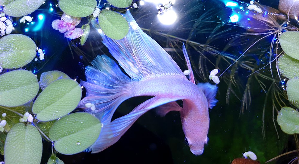 I'm a little obsessed with his iridescence, I can't stop photographing him :'|