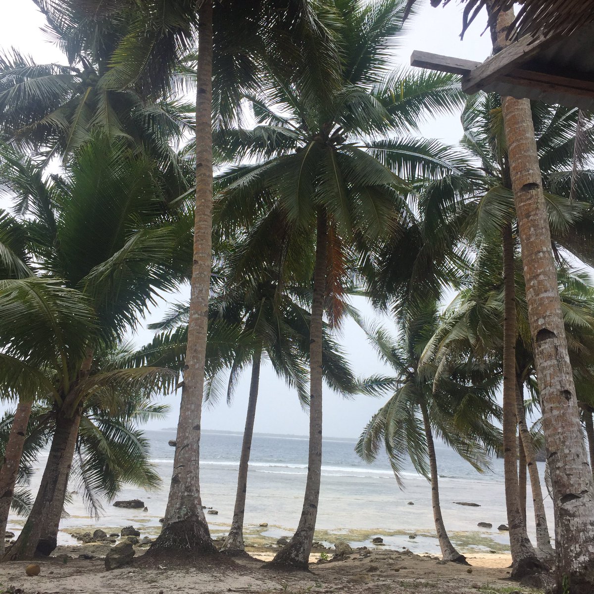 PapiGerger's tweet image. 🌊