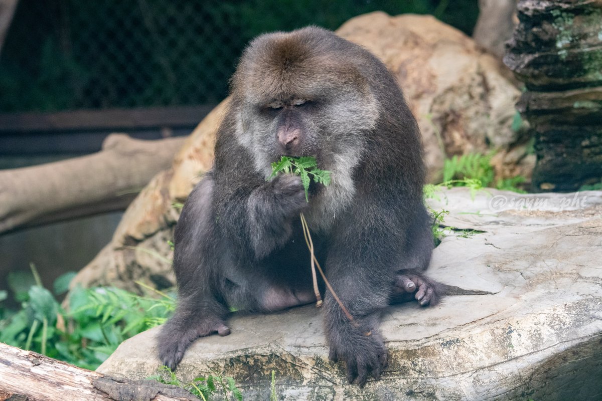 チベットモンキー Twitter Search