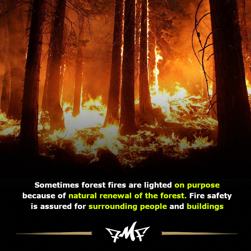 🌲🌳🔥❤️
#firefact #ForestFacts #factsaboutfire