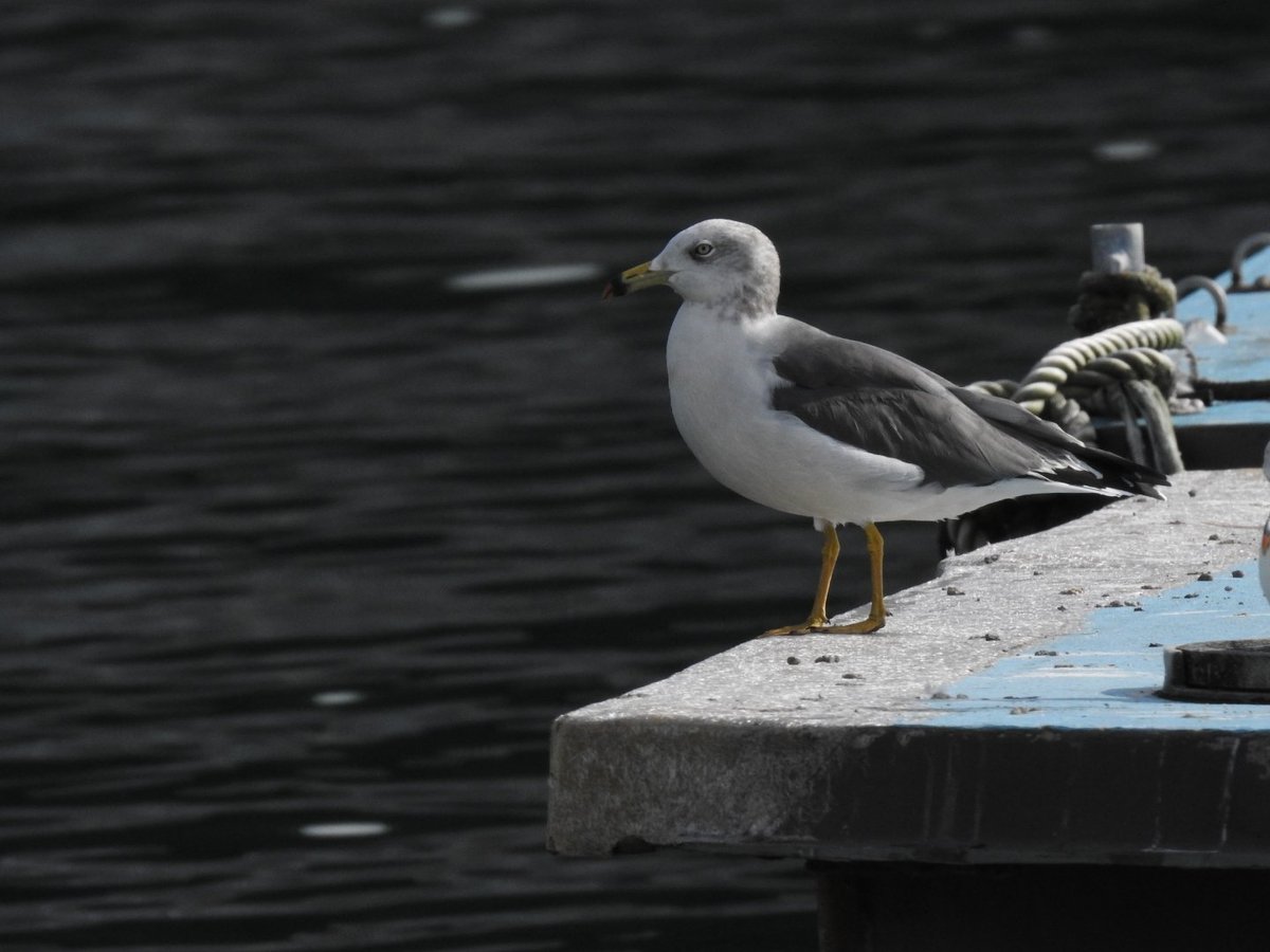 Jh1jkh ウミネコ チドリ目カモメ科 Larus Crassirostris