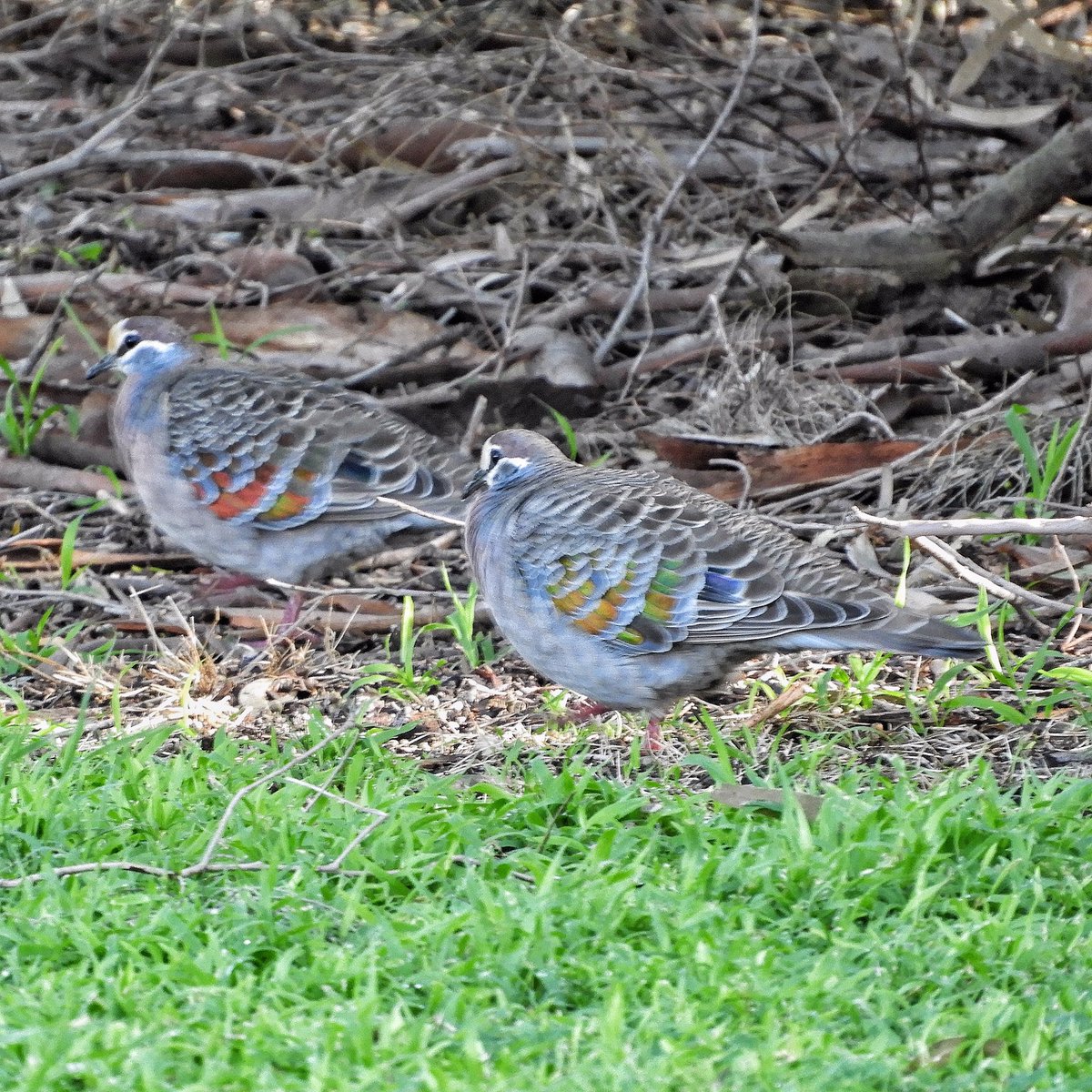 GPMooreEsq's tweet photo. Today’s Study; Sunday in the Park;

Other images snapped whilst walking Arlo along Henry St in Heatherton today. 

Arlo was happy. 

#WildOz #OzBirds #commonbronzewing #easternrosella #crazyschnozza https://t.co/9aLuT0pNIJ