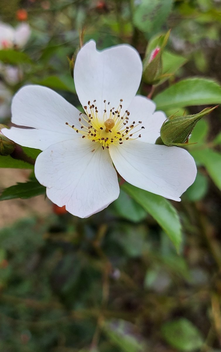 Zondag, een grijze regendag. Met een bloemetje breng je kleur in huis