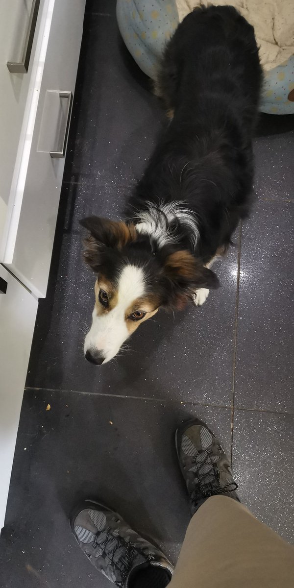 CandyBench's tweet image. Day 1

I’ve been challenged by  @portugese_pup to produce a picture a day for 7 days to illustrate my current life (no captions, no people). Nominate an anipal a day. Copy these words, add a photo and repeat the challenge! Today I nominate @JacobtheCollie