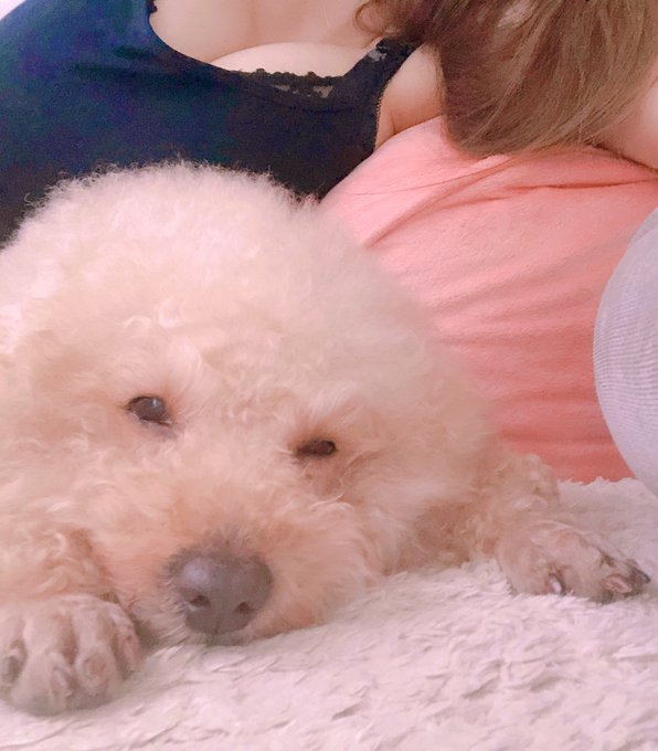 お散歩から帰ったらしばらく私とはしゃいですぐおネム🥺♡きゃわ https://t.co/AfuSmblr5h<a href="/tag/wbc%E6%97%A5%E6%9C%AC%E4%BB%A3%E8%A1%A8"class="tags"><span>#wbc日本代表</span></a>