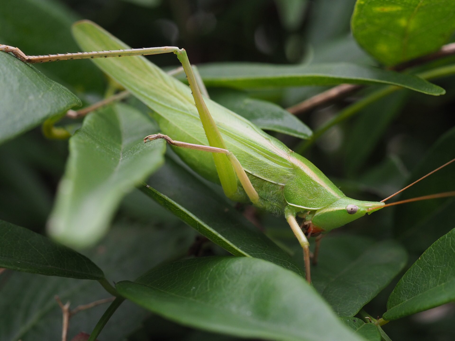 Cocoapiyo 庭で クビキリギスに出会う クビキリギス バッタ目 キリギス科 虫 昆虫