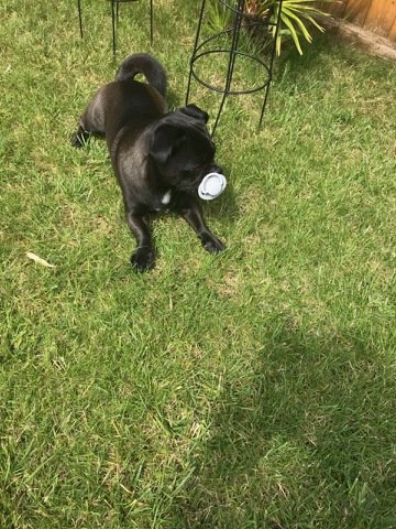 oreo_carpenter's tweet photo. I just found the Dummy again in the garden #dummy #dummylove #garden #babydummy https://t.co/kEWaiYWZkA