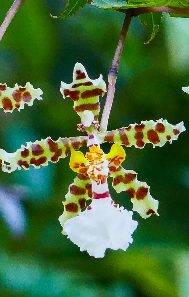 orchidcommittee's tweet photo. #Trichocentrum jonesianum
From E Bolivia to Brazil and NE Argentina
Described by Reichenbach, 1883
Grown by David Martin #photo by Dr Philip Cribb both of
@orchidcommittee
#orchidées #botany #orchid #orquidea #orquideas #naturephotography #orchids #flowerphotography #orchideen https://t.co/kMA41Lm8lc