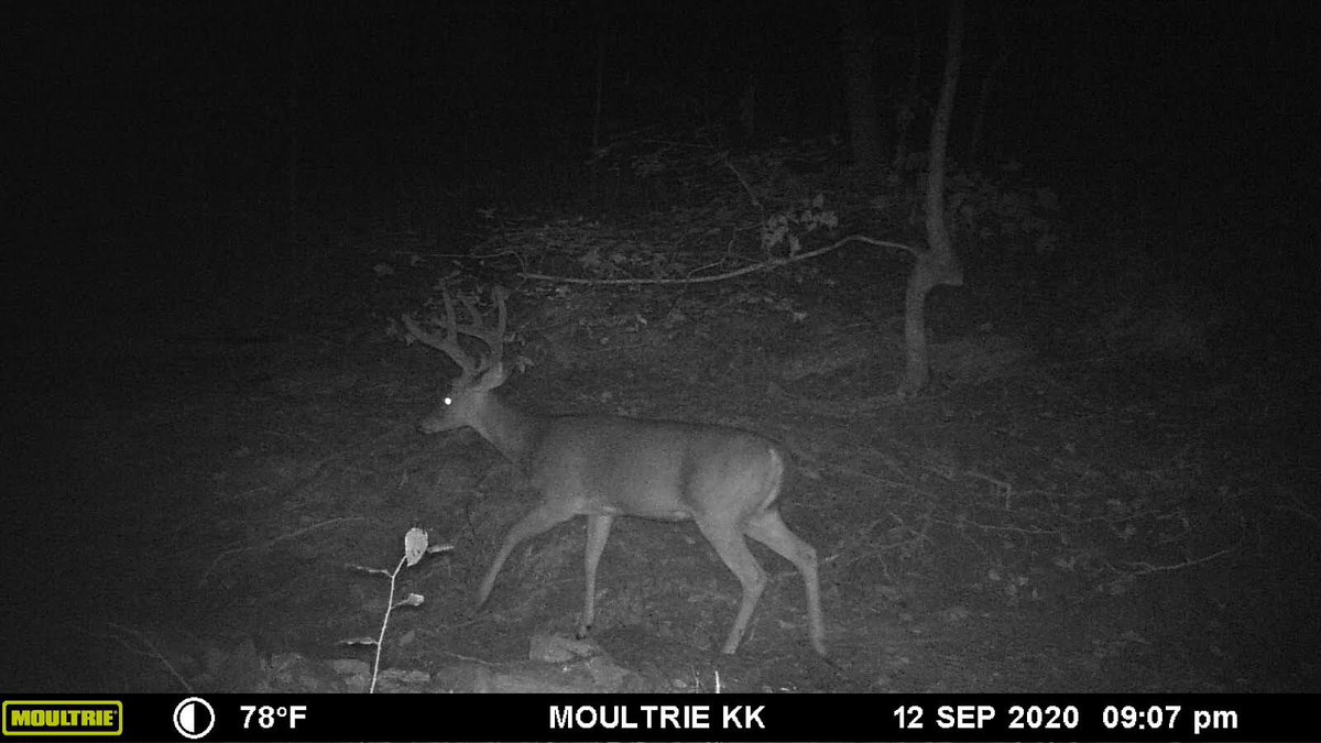 krisfrombama_xx's tweet photo. Lookie here at this #buck that has returned to my #SecretMeadow after missing the past 2 seasons. My has he grown; the 6pt &amp; 7pt gene is a strong 1 on this land - he gained a lot w/that 1 pt! I sure hope he shows in daytime &amp; brings his brothers back too! #ravincrossbows https://t.co/cpxAnC8fqc