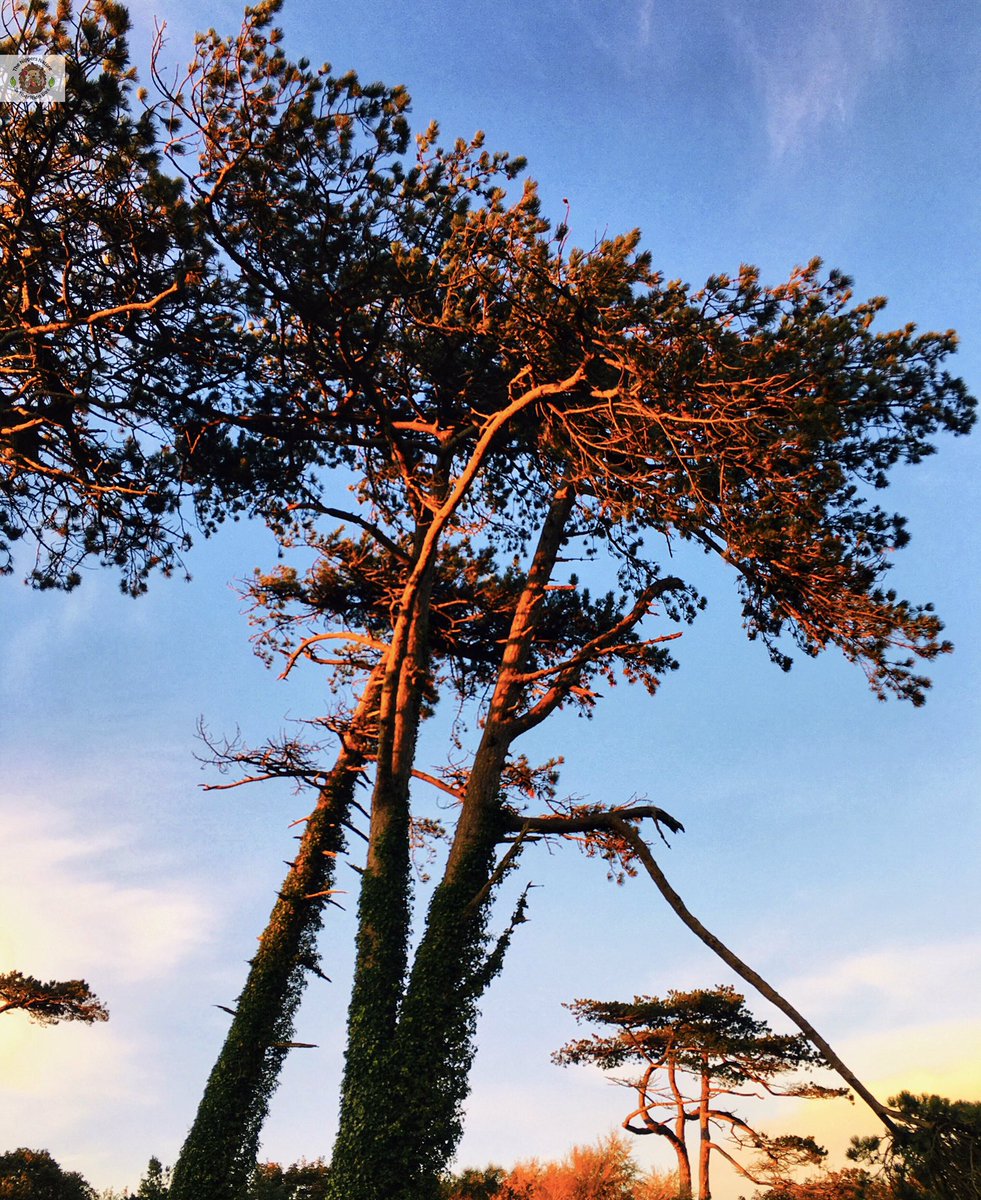 🍁 Sunday nature snap 🍁

In nature, nothing is perfect and everything is perfect. Trees can be contorted, bent in weird ways, and they’re still beautiful - Alice Walker. 

#nature #NaturePhotography #GetOutsideDay