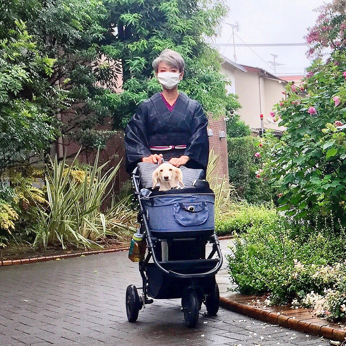 rocco_hamilton's tweet photo. 目が顔面に埋まってきたので、そろそろ本気出してカラダ引き締めなきゃ！って毎日思ってますが実行に移すのはいつになるやら
#ろっこや #kimonostyle #kimonocordinate  #博多帯 #dogandkimono #犬と着物 https://t.co/SMPUk2rSxV