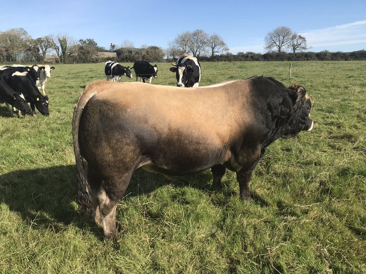 com_wjs's tweet image. #Aubrac #purewexfordbeef