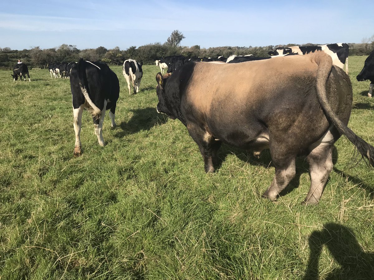 com_wjs's tweet image. #Aubrac #purewexfordbeef