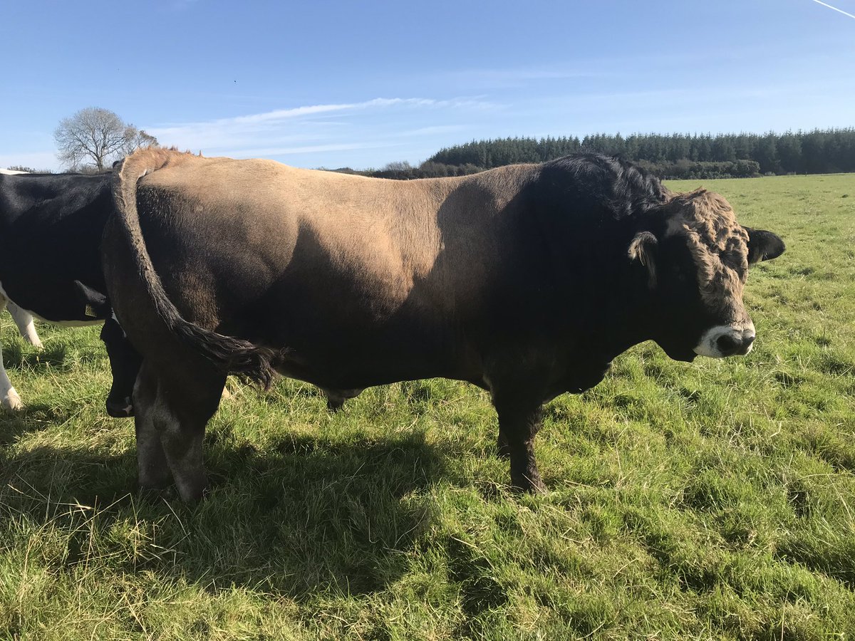 com_wjs's tweet image. #Aubrac #purewexfordbeef