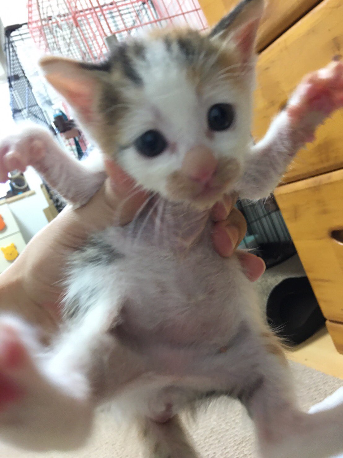 ももいろねこ Momousa Love Twitter