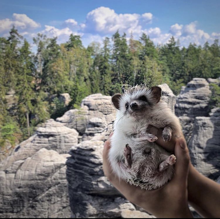 daily__hedgehog tweet picture