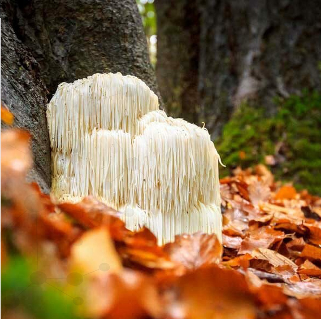 myValens's tweet photo. Studies show a plethora of medicinal qualities relating to #LionsMane, including its extracts' effects on treating memory loss.

Healthy brain cell growth is promoted by its two special compounds found - hericenones and erinacines. https://t.co/ppI2r4kKpG