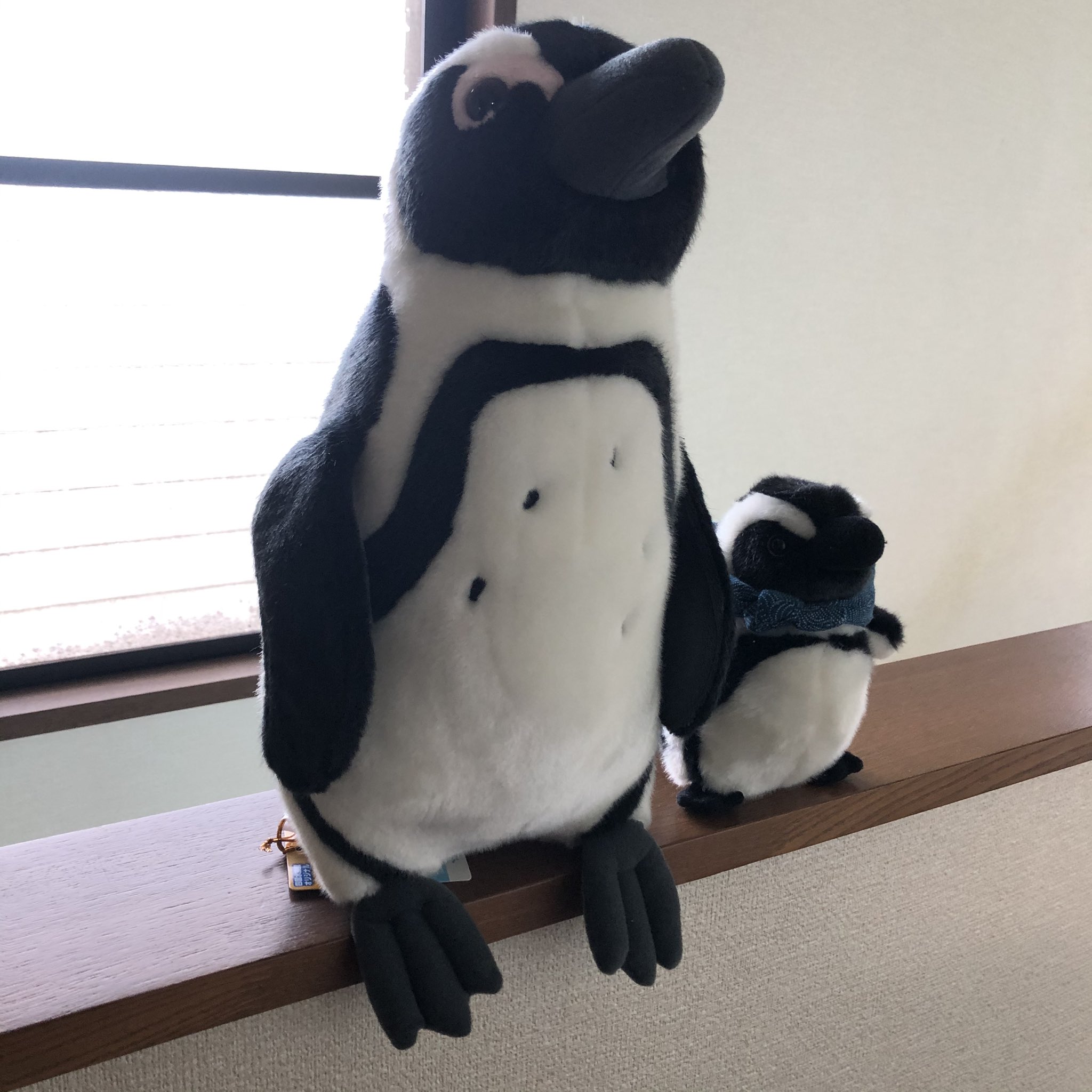 黒海 京都水族館のペンギンぬいぐるみとの比較 どっちも可愛い 親子みたい T Co Ntpcji92ol Twitter