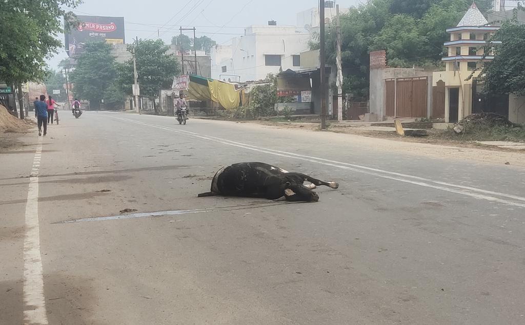 MPandeyrbl's tweet photo. रायबरेली की सड़कों पर रोज बेजुबान एक्सीडेंट से मर रहे है ,प्रशासन को अवगत कराने के बाद भी इनको काजी हाउस नही पहुचाया जा रहा।किसी की जवाबदेही नही है? @dmraebareli @myogiadityanath @CMOfficeUP @UPGovt https://t.co/f1gLygqwvu