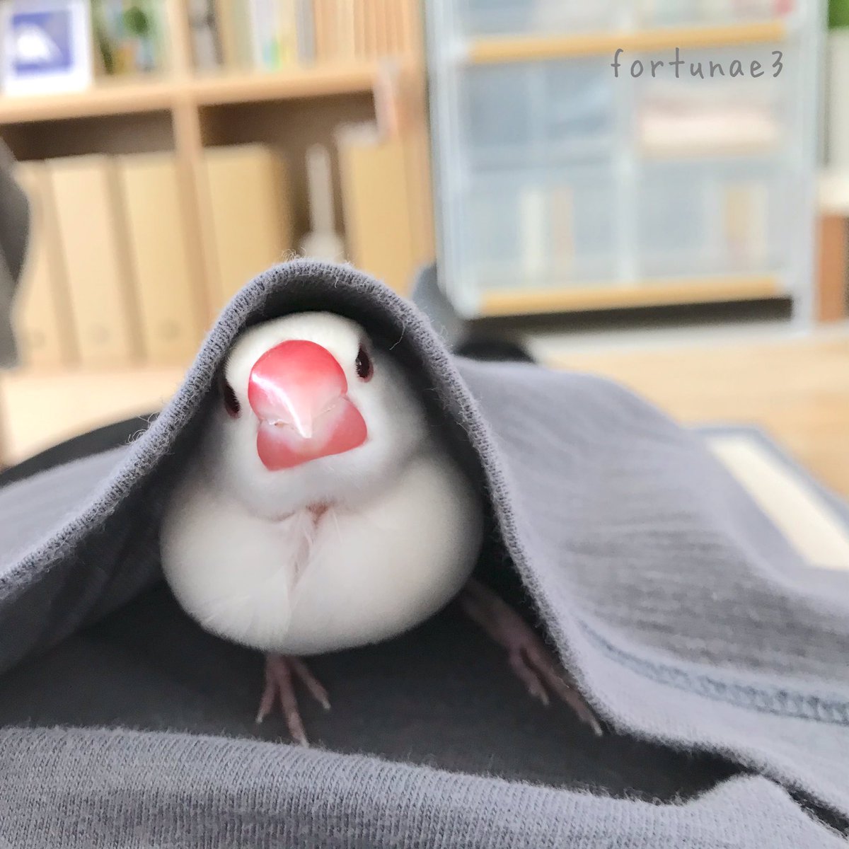 fortunae3's tweet photo. 涼しくなってきましたねー‼️
#buncho #文鳥　
#お腹の上はぬくぬく https://t.co/DPlZLeNvRq